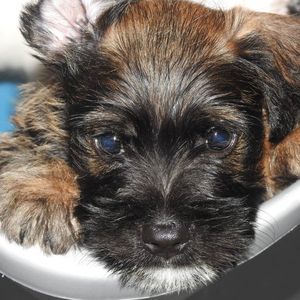 Meet your Posher, Sandra rubi